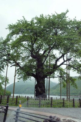 Transplanted Tree from Dam Project 007.jpg