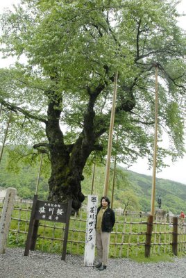 Transplanted Tree from Dam Project 010mly.jpg