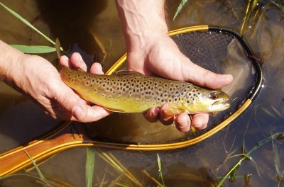Gorgeous Summer Brown Trout with Gorgeous Spots 160.jpg