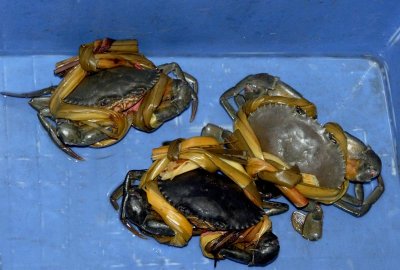 Crabs from Vietnam 8292.jpg