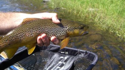 Brown Trout 2033.jpg