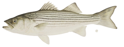 Striped Bass.png