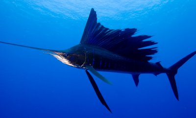 sailfish-1.jpg