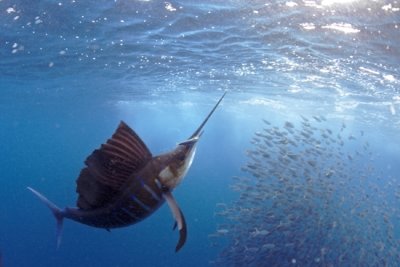 wild sailfish.jpg
