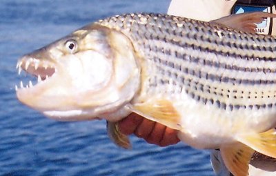Zambezi River African Tigerfish:   John LaSalle caught me, honest!! Now let me go!