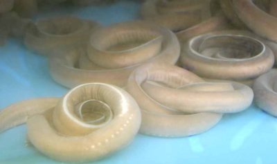 Hagfish, kkomjangeo (꼼장어), Korean delicacy 058.jpg
