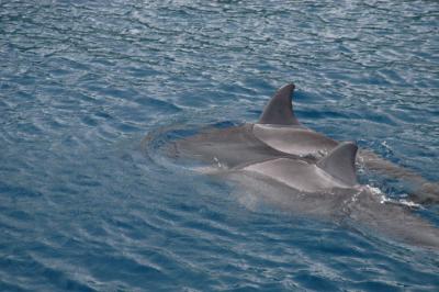On the last day, a pair of bottlenoses swam around our ship. 3699
