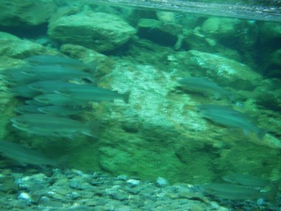 Underwater shot of stacked salmon 025.jpg