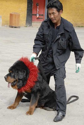 Tibetan Mastiff 023.jpg