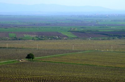 Vineyard 2009