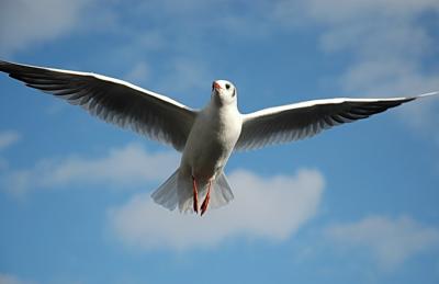 Gull over the Main river