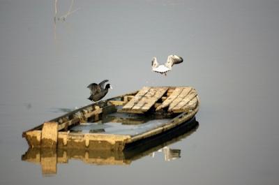 Boat, Duck and Gull