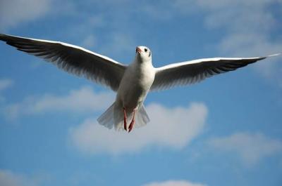 Gull