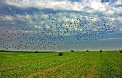Birds