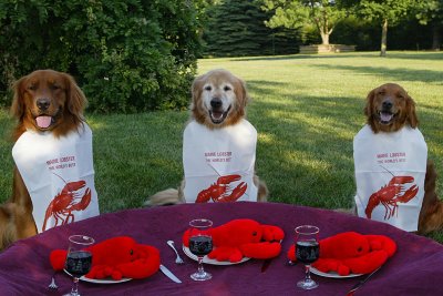 We Love Lobster