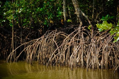 39 Mangrove.jpg