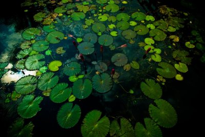 45 A Lotus Pond.jpg