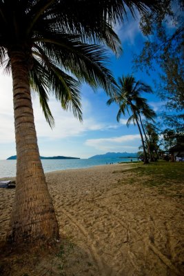 48 Coconut Trees and Beaches.jpg