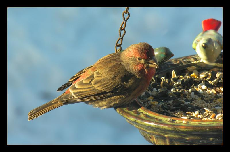 Finch in feeder