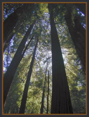 Sequoias