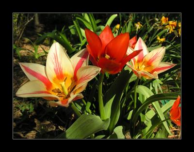 Tulip trio