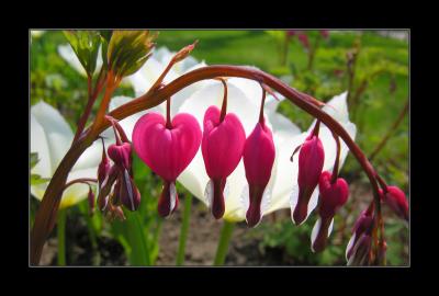 Bleeding Hearts