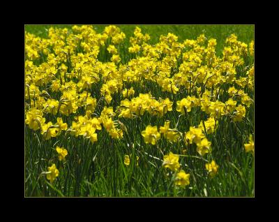 Daffodils @ the Morton Arboretum