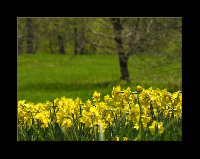 Daffodils @ the Morton Arboretum 2