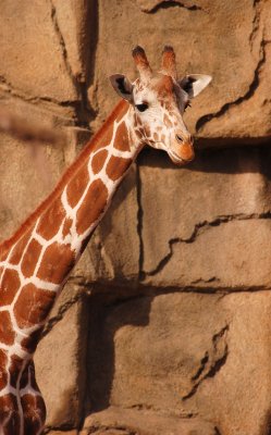 Giraffe