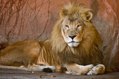 Lion
