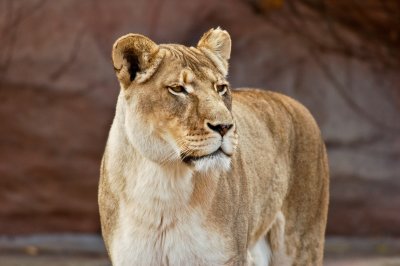 Lioness