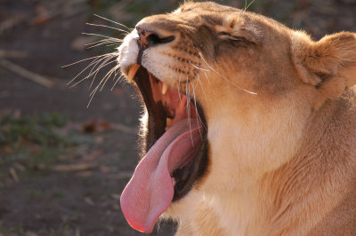 Lioness