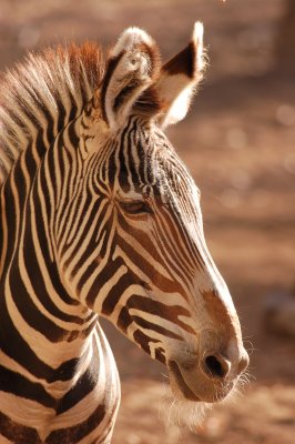 Zebra