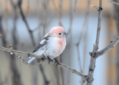Pink bird 728.jpg