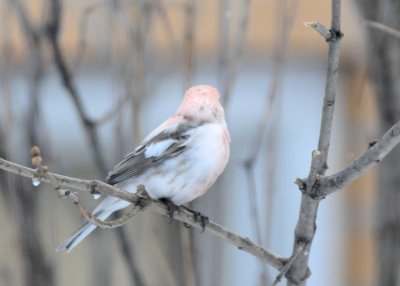 Pink bird 731.jpg