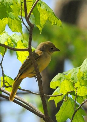Summer Tanager?