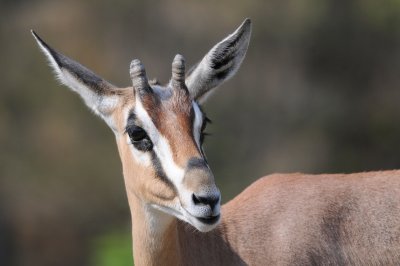 Antelope