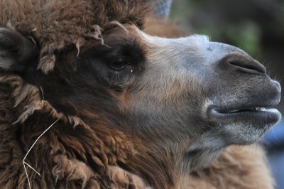 Camel