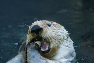 Antwerp Zoo