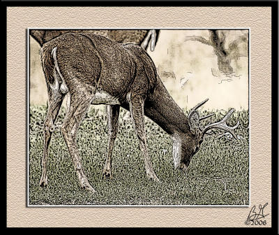 Deer