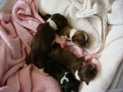4 newborns