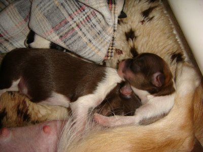 1 day old 2 chocolates-boy and girl