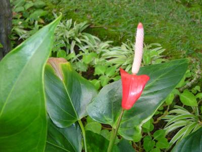 Anthurium
