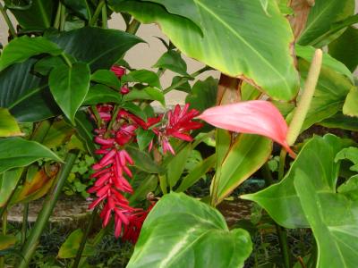Peek a boo foliage