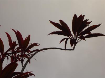 T-leaves