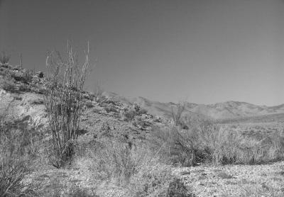 Anza Borrego