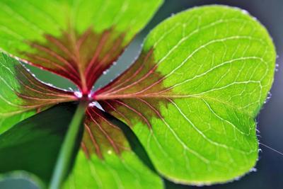 red & green colored leaf.jpg