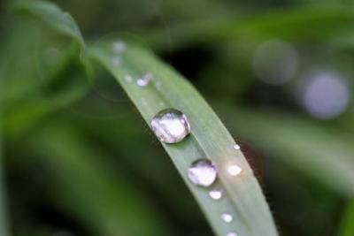 g3/35/385235/3/54871015.waterongrassblades.jpg