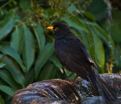 black bird having a bath.jpg