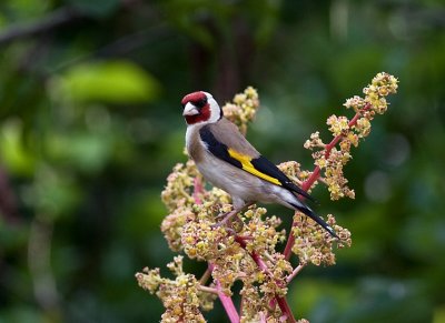  Carduelis carduelis.jpg